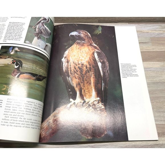 Vintage The San Diego Zoo Souvenir Book 1988 Animal Photographs - Picture 8 of 9